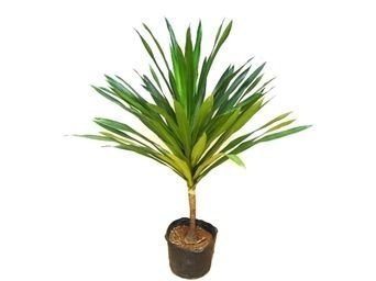 Dracena Arbórea