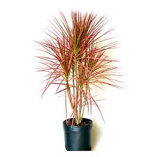 Dracena Tricolor