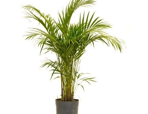 Palmeira Areca